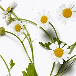Chamomile