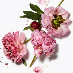 Peony